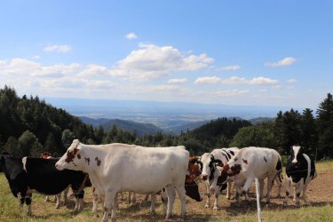 IMG_5286WEB.jpg IMG_5286WEB.jpg