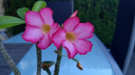 IMG_20200827_190304909.jpg