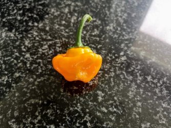 IMG_20200831_133534_copy_1824x1368.jpg IMG_20200831_133534_copy_1824x1368.jpg