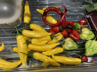 7C32CA01-C822-40B5-AF9B-51315FC9A878.jpeg 7C32CA01-C822-40B5-AF9B-51315FC9A878.jpeg