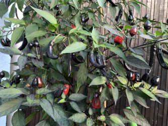 437573E5-A65B-4D02-AF2B-3D5496BC170B.jpeg 437573E5-A65B-4D02-AF2B-3D5496BC170B.jpeg