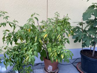 EFC79BFE-EFAB-4E40-97E3-934A45B8187C.jpeg EFC79BFE-EFAB-4E40-97E3-934A45B8187C.jpeg