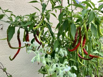 4E873855-4448-4E20-B8D0-54DDB2FAB781.jpeg 4E873855-4448-4E20-B8D0-54DDB2FAB781.jpeg