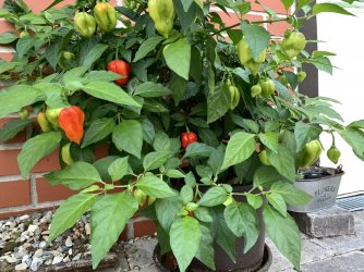 D3195EEA-5913-4D05-827E-A80A5A6A08DB.jpeg D3195EEA-5913-4D05-827E-A80A5A6A08DB.jpeg