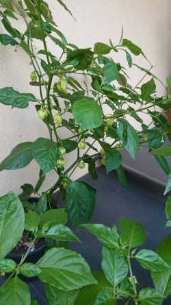 _20200831_200400.JPG _20200831_200400.JPG