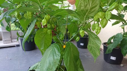 _20200831_200316.JPG _20200831_200316.JPG