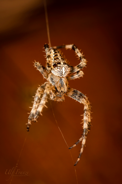 Kreuzspinne_MG_1062.png