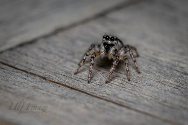 Springspinne-1013.jpg