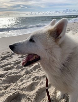 2F9266B8-902B-431D-9BF8-635031E0E5CF.jpeg
