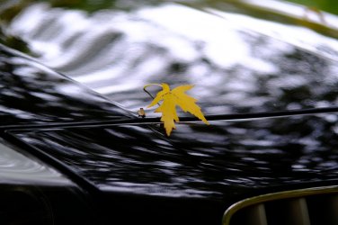 Z4_Herbst_03.JPG