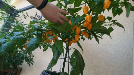 IMG-20201108-WA0010.jpeg IMG-20201108-WA0010.jpeg