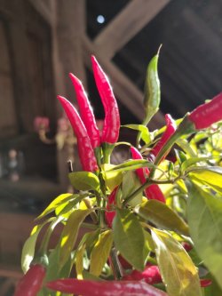 IMG-20201115-WA0007.jpg IMG-20201115-WA0007.jpg