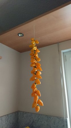 _20201115_140003.JPG _20201115_140003.JPG