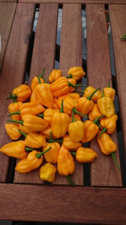 _20201115_140019.JPG _20201115_140019.JPG