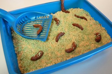 Katzenklo-Kuchen-1024x677.jpg
