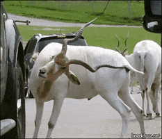 CA4E2625-3FDF-4752-83AC-0D05F91522C1.gif