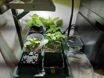 IMG_20210111_154442_copy_1824x1368.jpg IMG_20210111_154442_copy_1824x1368.jpg