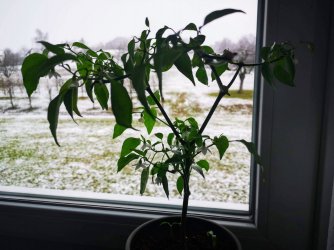 IMG_20201225_113948_copy_1824x1368.jpg IMG_20201225_113948_copy_1824x1368.jpg