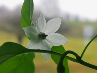 IMG_20210101_124401_copy_1824x1368.jpg IMG_20210101_124401_copy_1824x1368.jpg