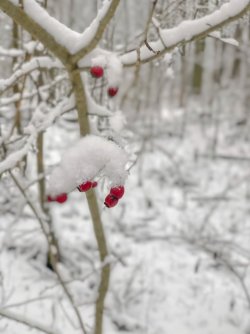 828C94C0-5F15-4679-8008-F20C79C11C41.jpeg