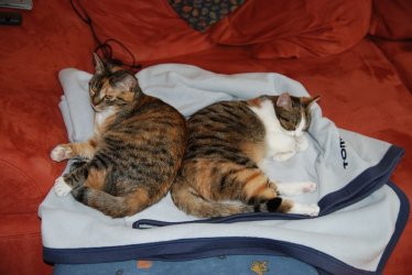 Tammy und Ty auf der Kuscheldecke.jpg
