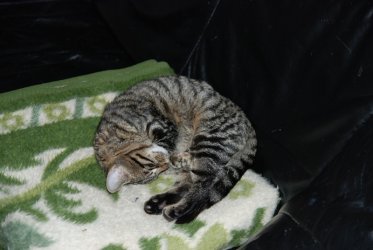 Tom auf der Decke.jpg