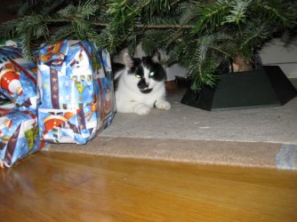 Weihnachten 2008 005.jpg