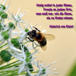 biene_kl_sp.jpg