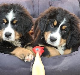 218472613_10217001837676657_4319117881024620932_n.jpg 218472613_10217001837676657_4319117881024620932_n.jpg