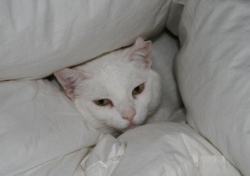 tarnkater.jpg