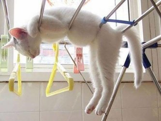 cat-laundry-53419-75734.jpg