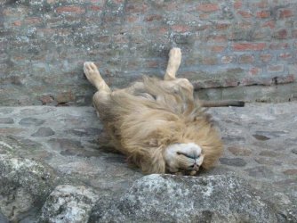 lion-asleep-21416-53909.jpg