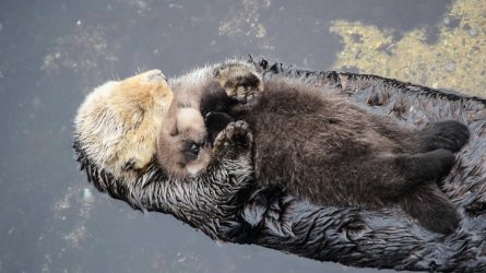otter-sleeping-on-mom-21417-73558.jpg