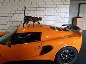 cat orange.jpg