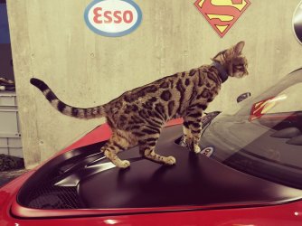 cat exige.jpg