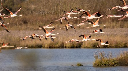 Flamingoschwarm.jpg