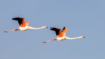 Flamingo.jpg