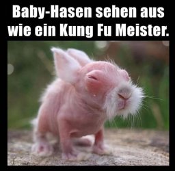 babyhasen.jpg