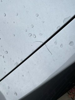 IMG_3339.jpeg
