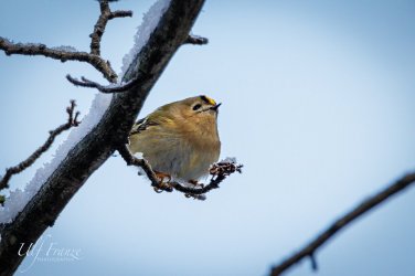 Wintergoldhaehnchen1.jpg