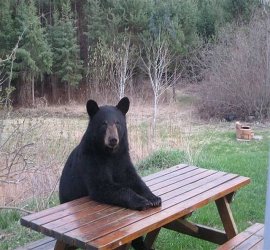 Baer_am_Tisch.jpg