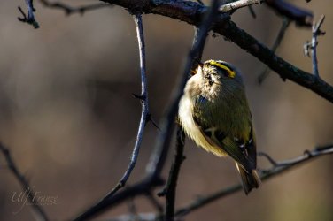 Wintergoldhaehnchen2.jpg