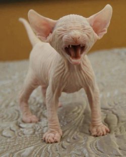 cat.jpg
