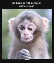 Affe.jpeg