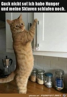 Cat.jpg