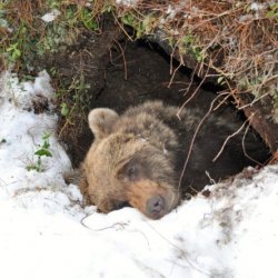 Baer-im-Winterschlaf.jpg