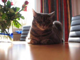 cat.jpg