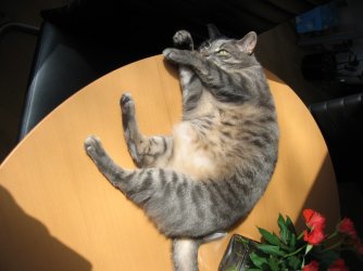 cat2.jpg
