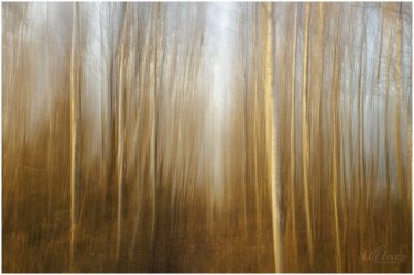 dancing-trees.jpg