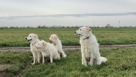 8E6817B8-A7F6-4F61-A02E-4DE5E86CA261.jpeg